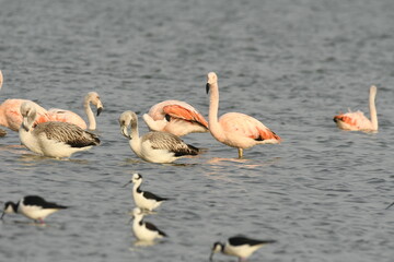 Flamingo in the lake
