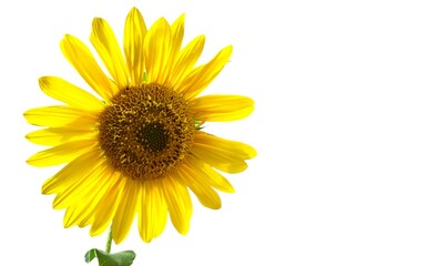 Common sunflower: a species of Sunflowers, its botanical name is Helianthus annuus, (isolated on white background with space for text).