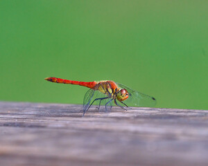 Red dragonfly perching on a branch