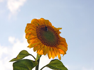 A bee on a sunflower collects nectar to make honey against a blue sky background. Insects in the apiary on the farm, meadow and field of flowers. Protection of endangered species of animals and insect