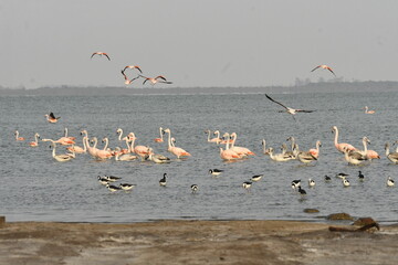 Flamingo in the lake