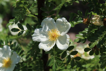 Fototapeta premium white flowers in the garden