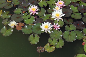 white water lily