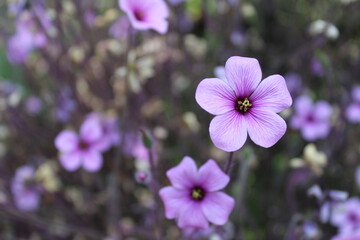 purple flowers in the garden