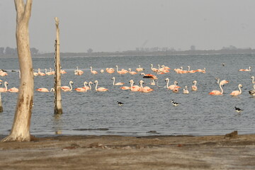 Flamingo in the lake