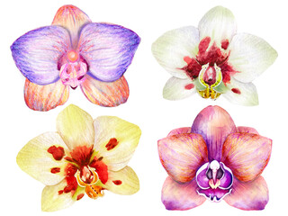 Orchids on an isolated white background, botanical illustration.