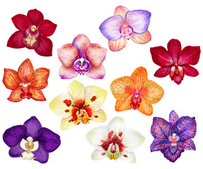 Orchids on an isolated white background, botanical illustration.