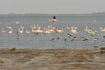 Flamingo in the lake