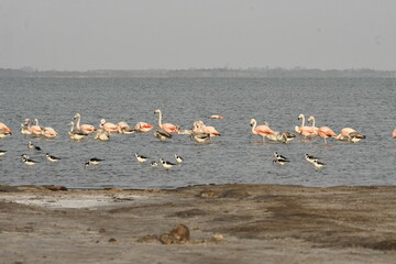 Flamingo in the lake