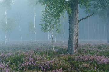 Gęsto rosnące wrzosy we mgle na dużym wrzosowisku na Mazowszu. © af-mar