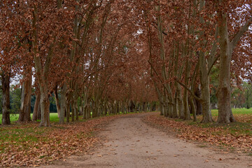Empty long footpath through golden forest in autumn. Colorful landscape with enchanted trees with orange and red leaves in fall.