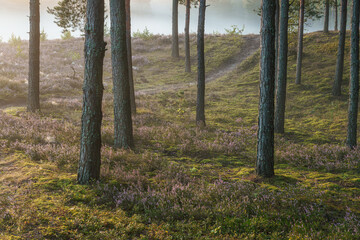 Gęsto rosnące wrzosy we mgle na dużym wrzosowisku na Mazowszu. © af-mar