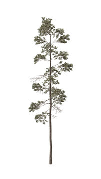 Pinus jeffreyi tree in the spring, also known as Jeffrey pine, Jeffrey's pine, yellow pine and black pine is a North American pine tree. 3d illustration. Isolated for composition.	