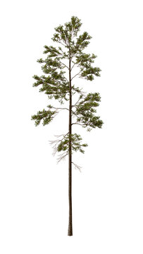 Pinus jeffreyi tree in the spring, also known as Jeffrey pine, Jeffrey's pine, yellow pine and black pine is a North American pine tree. 3d illustration. Isolated for composition.	