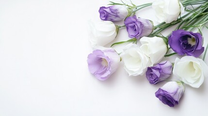 Sophisticated layout of white and purple eustoma flowers on a white background, highlighting their delicate beauty.