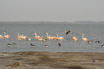 Flamingo in the lake