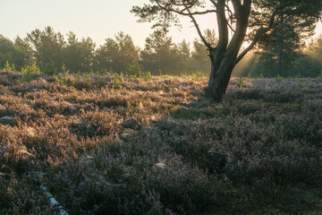 Gęsto rosnące wrzosy we mgle na dużym wrzosowisku na Mazowszu. © af-mar