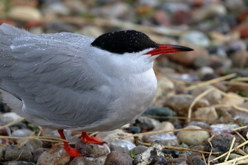 sterna hirundo