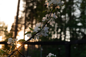 beautiful blossoming apple tree, beautiful flowers of blossoming and fragrant ornamental apple tree
