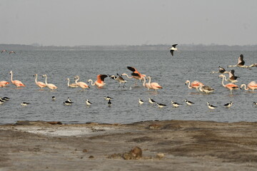 Flamingo in the lake