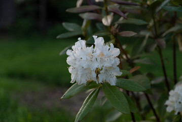 beautiful blossoming apple tree, beautiful flowers of blossoming and fragrant ornamental apple tree