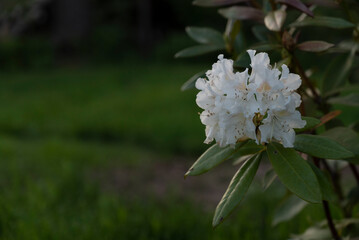 beautiful blossoming apple tree, beautiful flowers of blossoming and fragrant ornamental apple tree