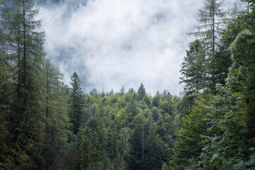 Forest in the fog