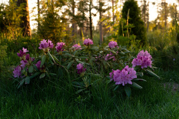 beautiful flower of rhododendron plant blooming at sunset amazing flowers