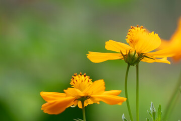 夏の咲く美しいオレンジ色のキバナコスモス
