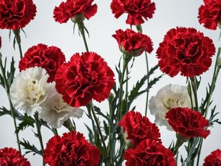 Fototapeta premium A bouquet of vibrant red and white carnations arranged against a neutral background