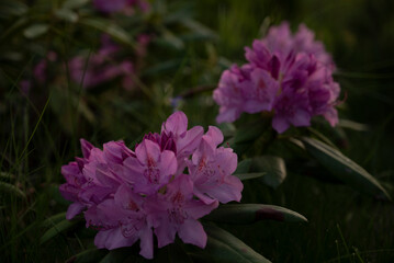 beautiful flower of rhododendron plant blooming at sunset amazing flowers