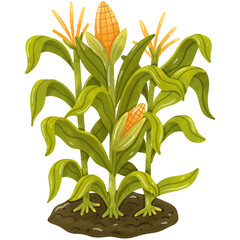 Corn Stalk, Corn Plant, Corn Varieties Watercolor Illustration