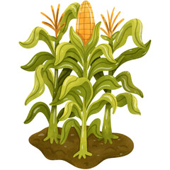 Corn Stalk, Corn Plant, Corn Varieties Watercolor Illustration
