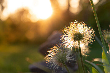 beautiful dandelion against the sunset, screensaver