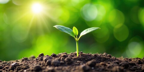 Fototapeta premium Fresh green sprout growing in soil, symbolizing new beginnings and growth
