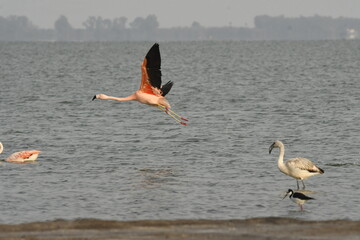 Flamingo in the lake