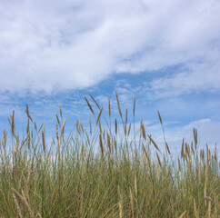 D&uuml;nengrass auf Sylt