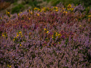 Heather and Gorse out at the Range Anglesey North Wales