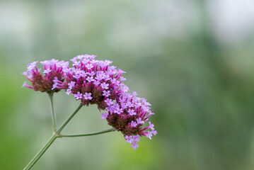 正に花笠　小さな花が無数に咲く紫色のヤナギハナガサ