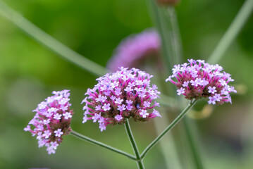 正に花笠　小さな花が無数に咲く紫色のヤナギハナガサ