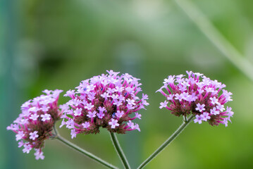 正に花笠　小さな花が無数に咲く紫色のヤナギハナガサ