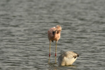 Flamingo in the lake