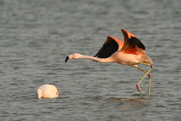 Flamingo in the lake