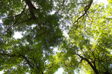 leaves and sky, tree branches in the nature, environment and flora