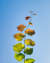 Looking up at the backlit leaves of a tulip tree with beautiful color