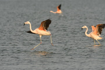Flamingo in the lake