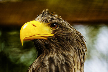 Fototapeta premium portrait of a eagle