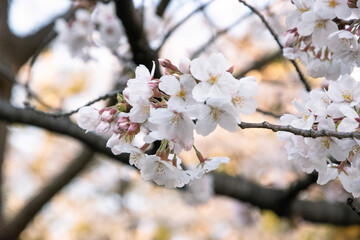 Cherry blossoms in Tokyo, Japan