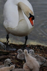 Obraz premium mute swan