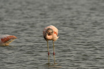 flamingo in the water